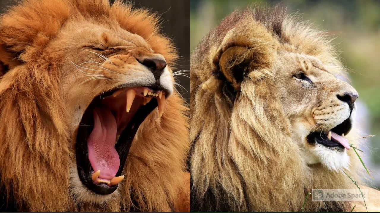 The most beautiful lions, the kings of the jungle