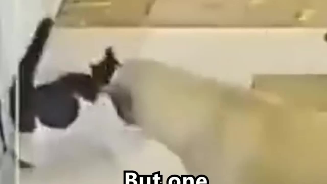 Brave Cat Risks Everything To Save His Friend 🥲❤️ #shorts #save