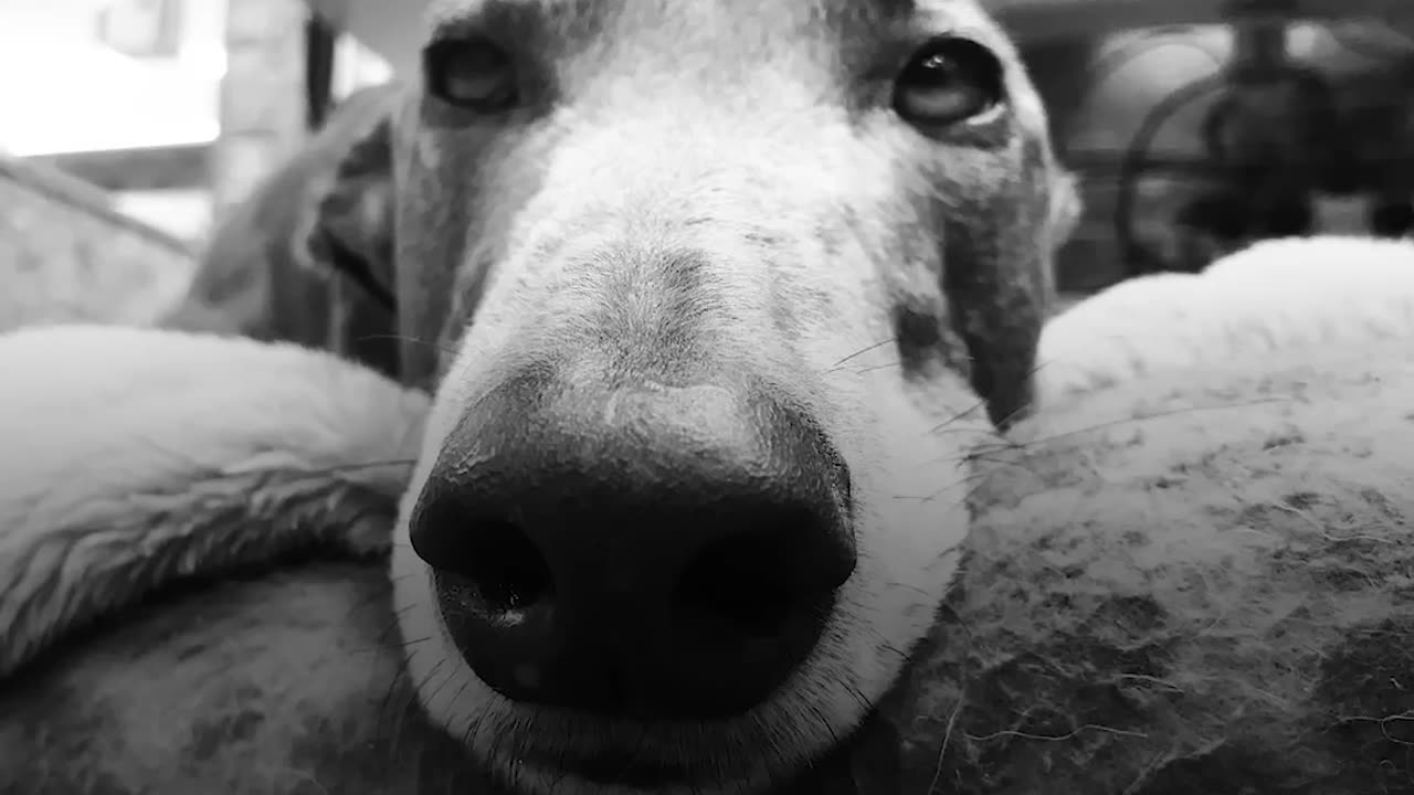 Rescue Greyhound Dog Loves To Race Around His New Forever Home - BLUE | The Dodo