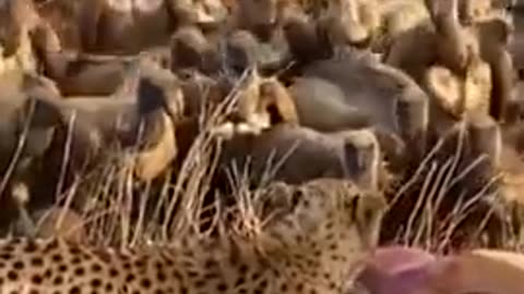Birds rush to steal Cheetah's prey_HIGH
