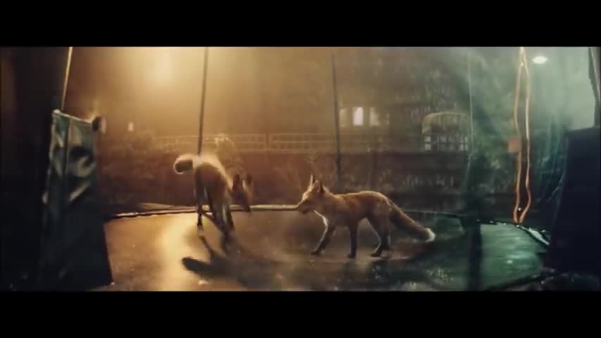 while we sleep funny animal video