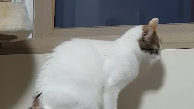 A white cat curious to see outside.