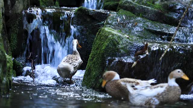 Three wild ducks