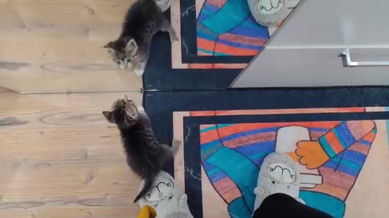 The Most Dangerous Kitten Attacks Again