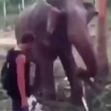 elephant attack handler