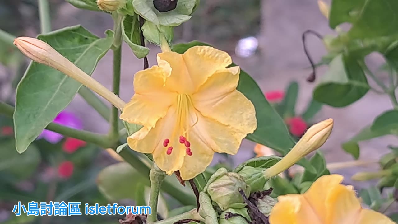 #黃花紫茉莉 Mirabilis jalapa mhp4011 sept2024