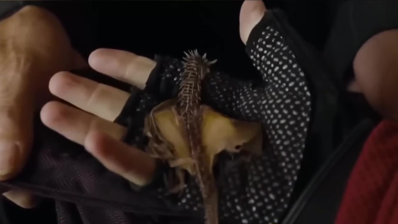 Unboxing the Hungarian Horntail Dragon, Harry's Dragon! #harrypotter #wizardingworld