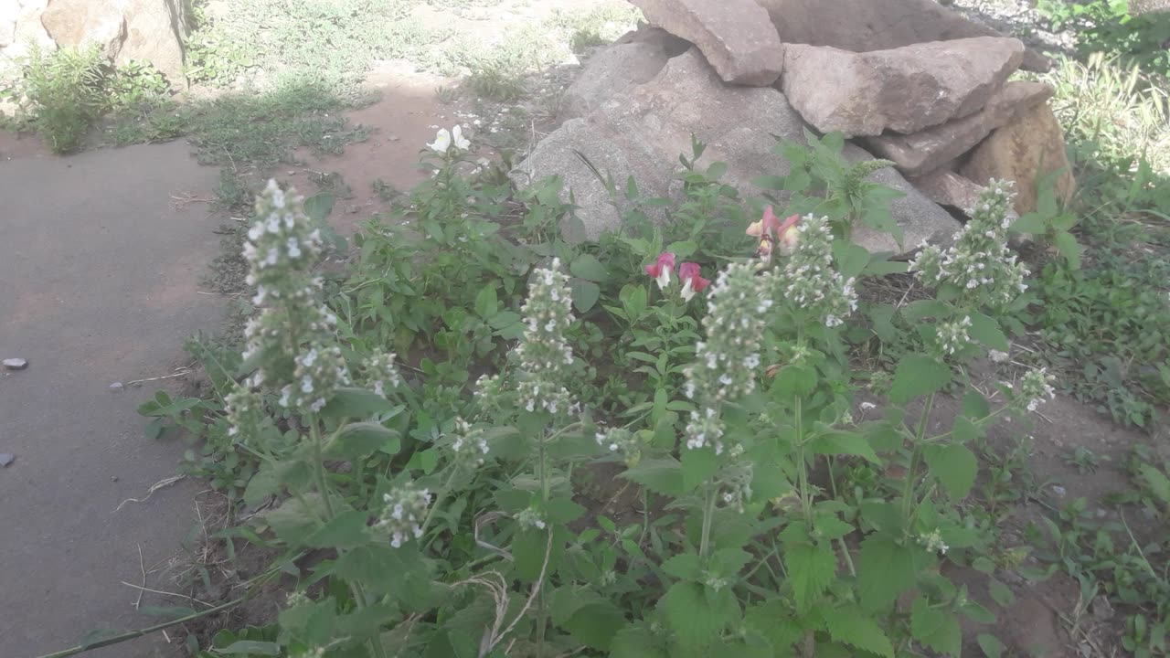 Melissa and Snapdragon