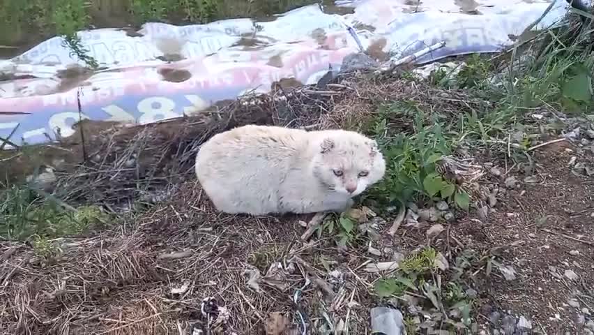 A cat with both ears cut off and a sad friend.2