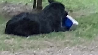 He stole a whole tub of icecream!