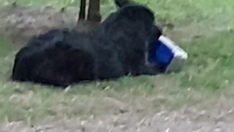 He stole a whole tub of icecream!