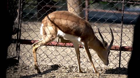 Antelope in the cage