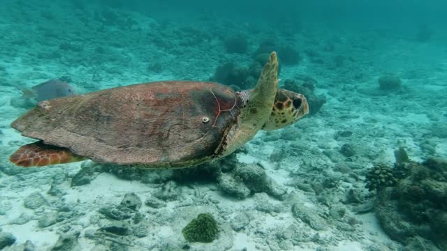 turtle ocean sea