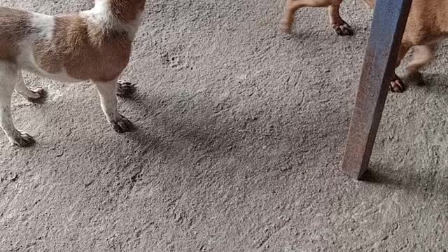 Funny Dog #dog video | good luck funny star video dogi