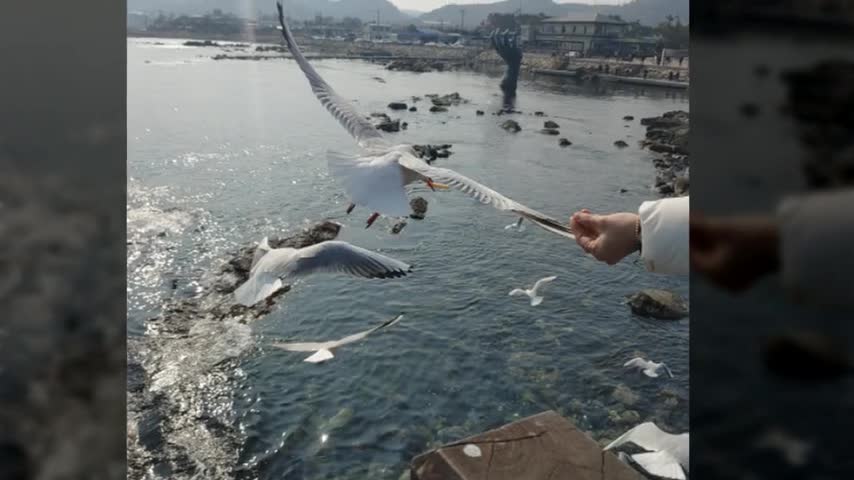 Seagull is eating snacks