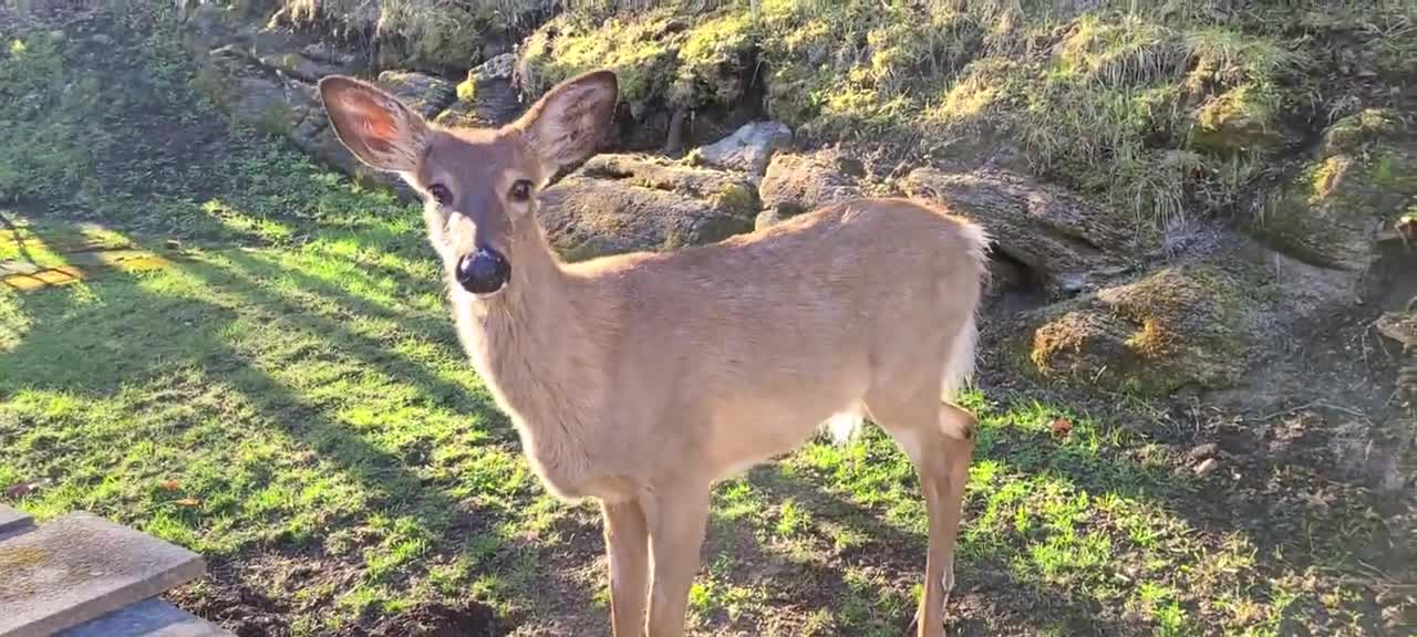 Curious wild deer comes looking for some tasty treats!