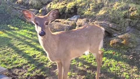 Curious wild deer comes looking for some tasty treats!