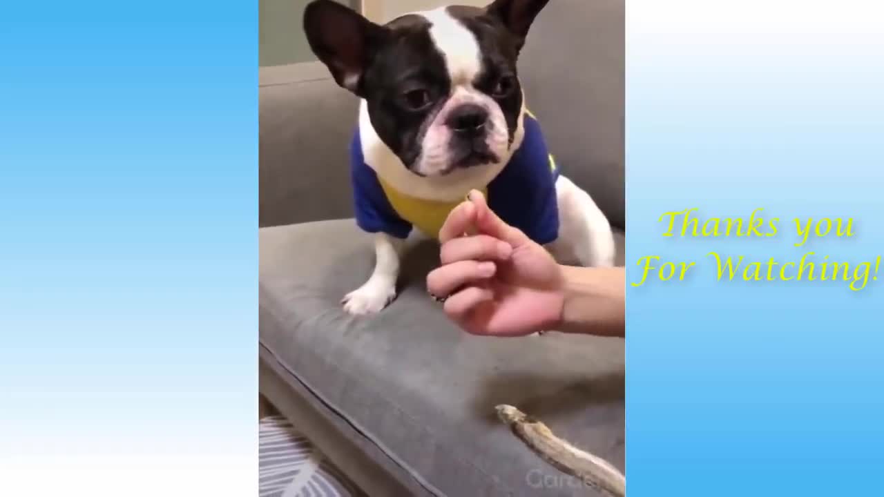 Watch this Cat.Owner and Cat are the best friend