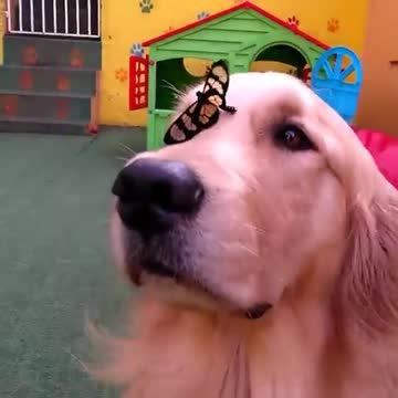 Mariposa se posa sobre la cabeza de un perro y lo deja sin aliento