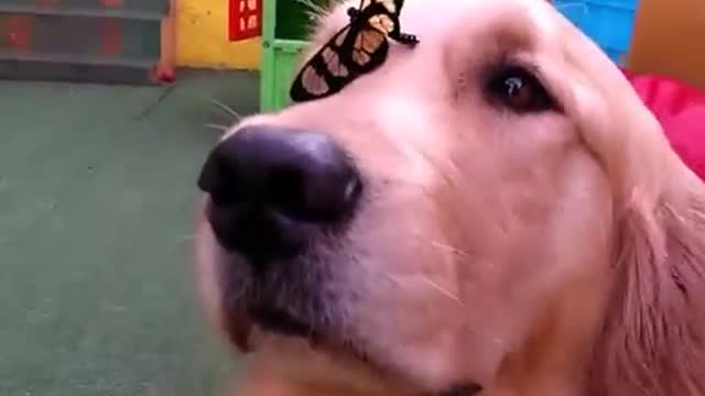 Mariposa se posa sobre la cabeza de un perro y lo deja sin aliento