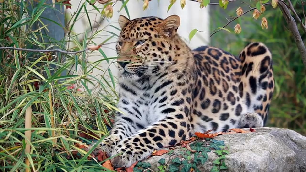 A BEAUTIFUL LEOPARD LION RESTING