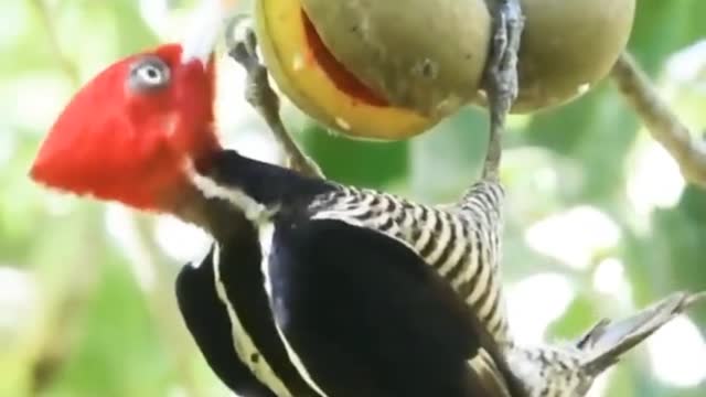 Cute Bird eat Fruits 🐦🐦🐦