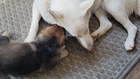 Togo-Loba-Luna and the three boys