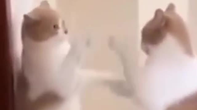 funny cats and dogs