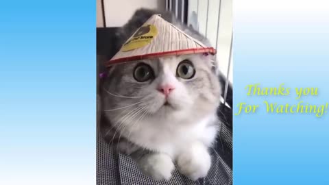 cute funny and hilarious pets that will make you cry in joy (SO CUTE!!!!!!!!!)