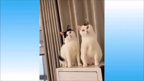 Cute & Funny Cat Compilation