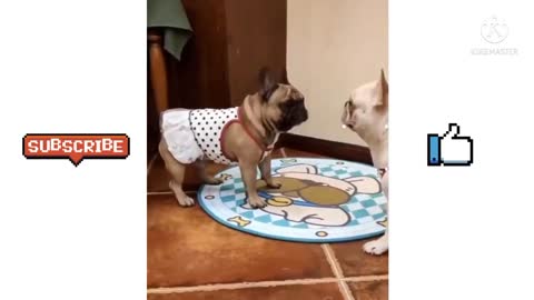 Cute Animal Funny Videos 😂😂😂