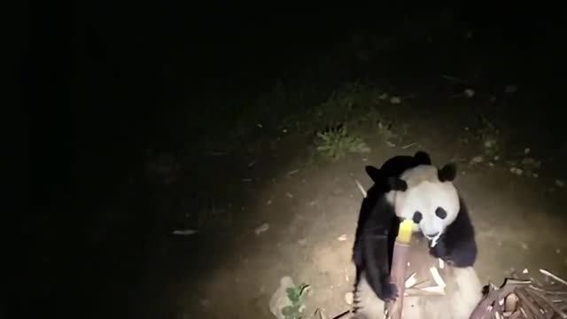 Pandas at night