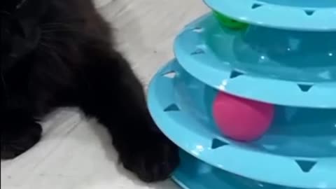 Watch These Hilarious Videos of Funny Cat Playing and Try Not to Smile 😊