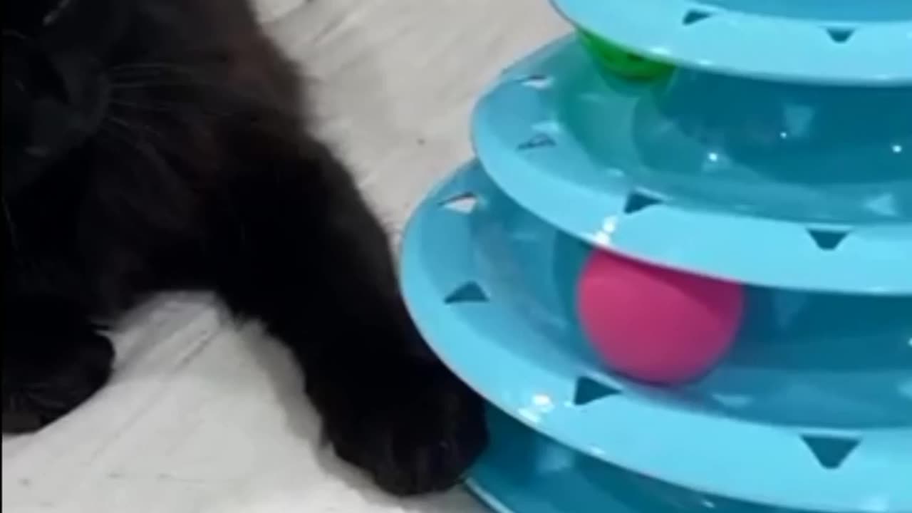 Watch These Hilarious Videos of Funny Cat Playing and Try Not to Smile 😊