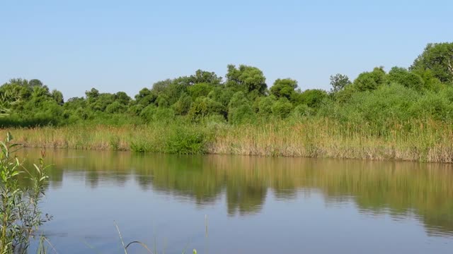 RELAXING SOUNDS OF THE RIVER-GENTLE RIVER, SOUNDS OF NATURE, ATMOSPHERE