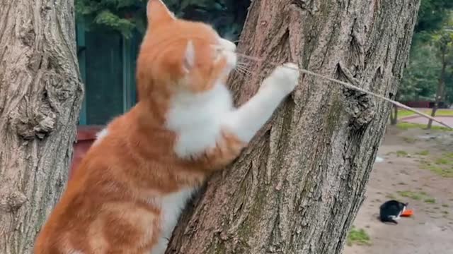 Cat playing on a tree trunk