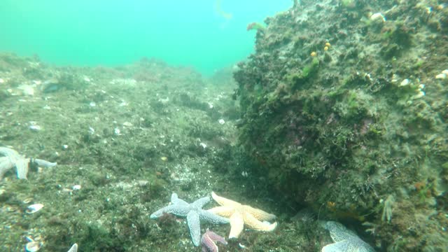 Scuba diving at Nubbles Point Maine