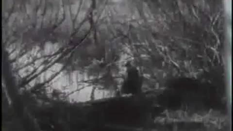 The Wapiti of Jackson Hole 1939
