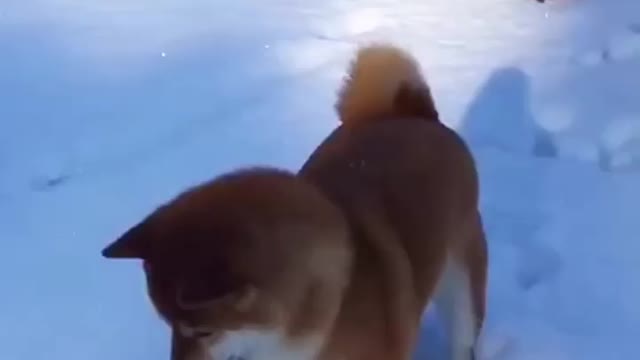 Playing on the snow