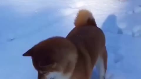 Playing on the snow