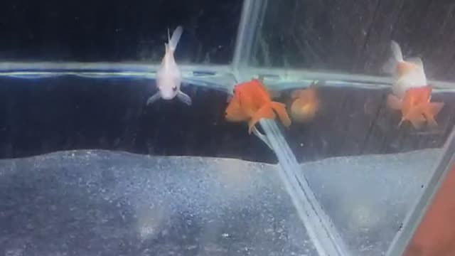 The size of the fish in the two aquariums contrasts sharply