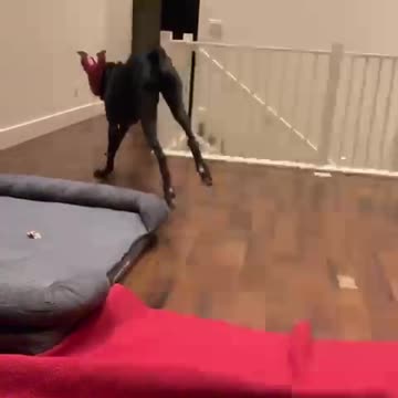 Great Dane SloMo - Running with Favorite Piggy