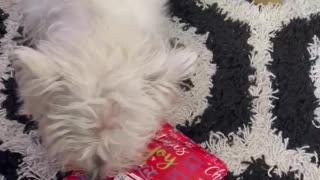 Dog Opens Present Westie