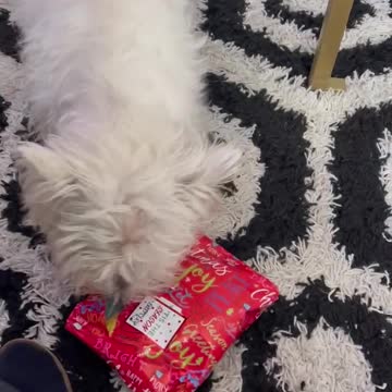 Dog Opens Present Westie