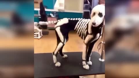 The dog is ready for Halloween