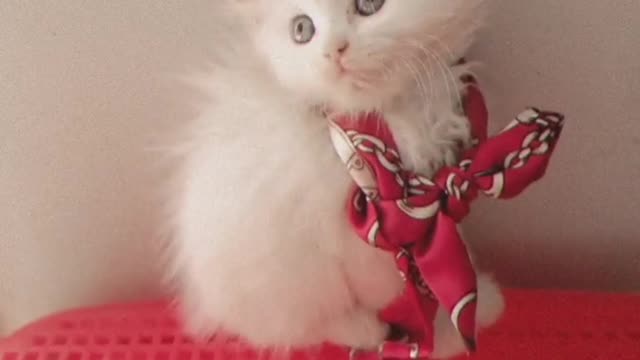Akira trying to making a new pose for a cute pic !