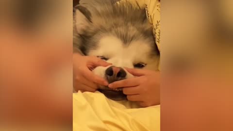 Husky quietly receiving petting