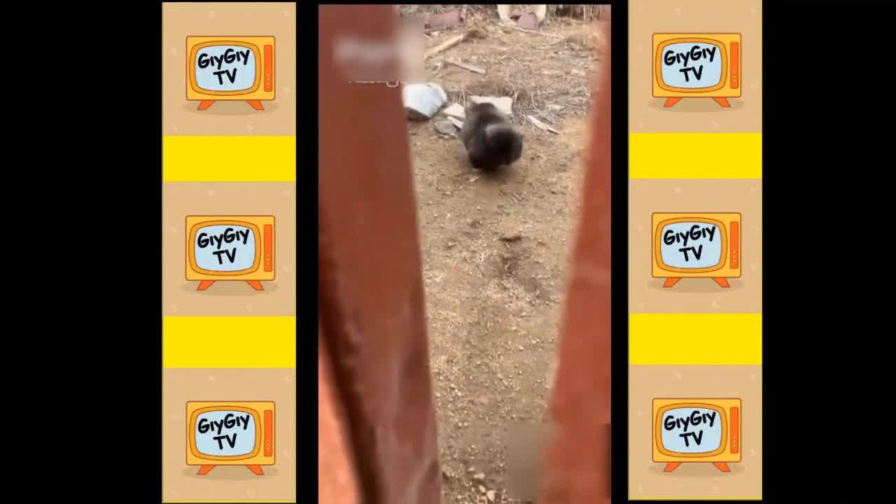 Quick Videos Of Funny And Cute Pets #13