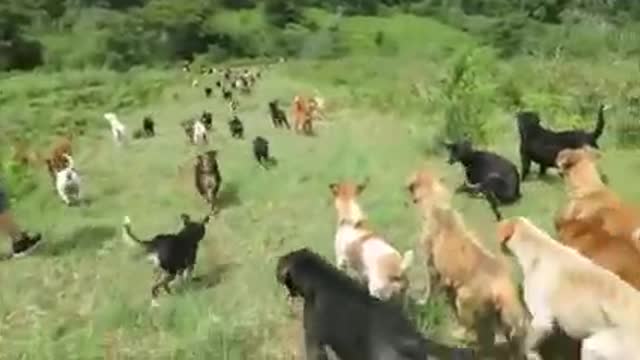 Territorio de " Land of the strays" Dog rescue ranch sanctuary in Costa Rica
