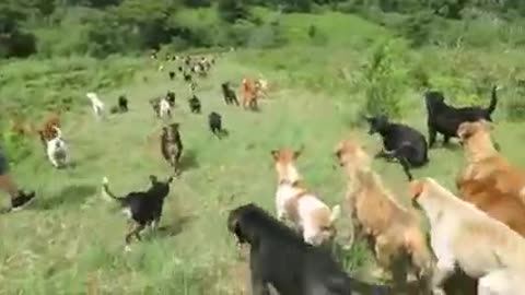 Territorio de " Land of the strays" Dog rescue ranch sanctuary in Costa Rica